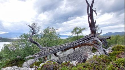 Ein Baum, der ausgetrocknet ist.