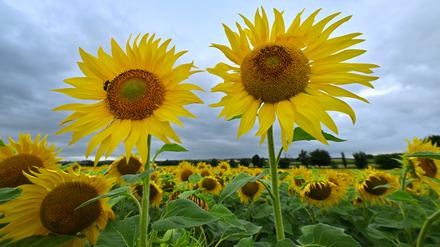 In Mecklenburg-Vorpommern gibt es deutlich mehr Sonnenblumen als Grünen-Mitglieder. 