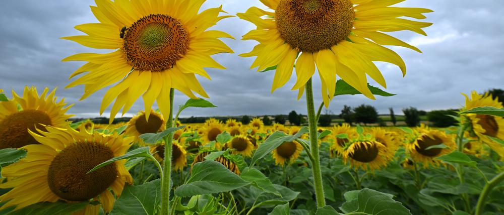 In Mecklenburg-Vorpommern gibt es deutlich mehr Sonnenblumen als Grünen-Mitglieder.