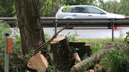 Auch an der Nuthestraße wurden Pappeln gefällt.
