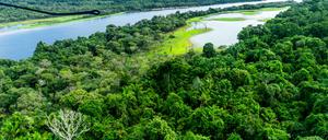 Der Amazonas-Regenwald 