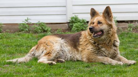 Osteuropäischer Schäferhund (Symbolbild)