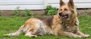 Osteuropäischer Schäferhund (Symbolbild)