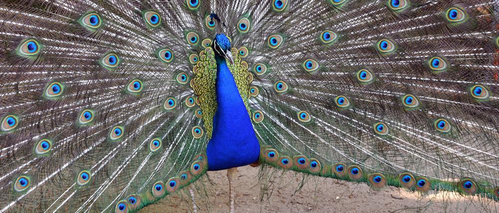 Ein Pfau schlägt auf der Pfaueninsel in Berlin sein Rad.
