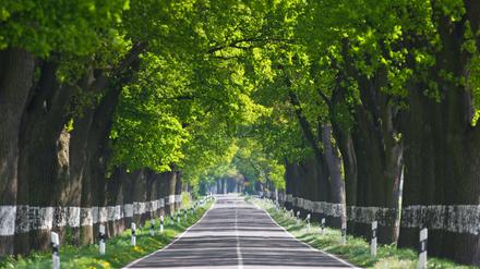 Verschwinden immer mehr: Alleen im Land Brandenburg gehörten früher zum Straßenbild, nun soll eine landesweite Konzeption die von Bäumen gesäumten Straßen besser schützen. 