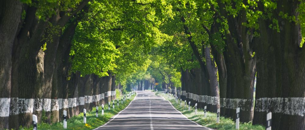 Verschwinden immer mehr: Alleen im Land Brandenburg gehörten früher zum Straßenbild, nun soll eine landesweite Konzeption die von Bäumen gesäumten Straßen besser schützen. 