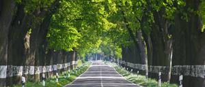 Verschwinden immer mehr: Alleen im Land Brandenburg gehörten früher zum Straßenbild, nun soll eine landesweite Konzeption die von Bäumen gesäumten Straßen besser schützen. 
