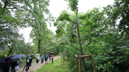 KLIMAWANDEL IM UNESCO-WELTERBE PARK SANSSOUCI RUNDGANG mit Blick auf die FOLGEN UND METHODEN DER BEWÄLTIGUNG DES KLIMAWANDELS Die Auswirkungen des globalen Klimawandels machen auch vor den historischen Gärten nicht Halt. Hohe sommerliche Temperaturen bei abnehmenden Niederschlägen und vermehrt auftretende Wetterextreme wie Stürme und Starkregen bedrohen inzwischen die Bäume, Gehölze und Gestaltungen der denkmalgeschützten Parks existenziell. In einem Rundgang über den Ruinenberg und zentrale Bereiche des Gartens lernen die Teilnehmenden an konkreten Beispielen die Auswirkungen der Klimaveränderungen kennen. Gezeigt und erläutert werden aber auch die zahlreichen Ansätze und konkreten Maßnahmen der Gartendenkmalpfleger:innen und Gärtner:innen, um unser gemeinsames „grünes Erbe" für die Zukunft zu sichern.