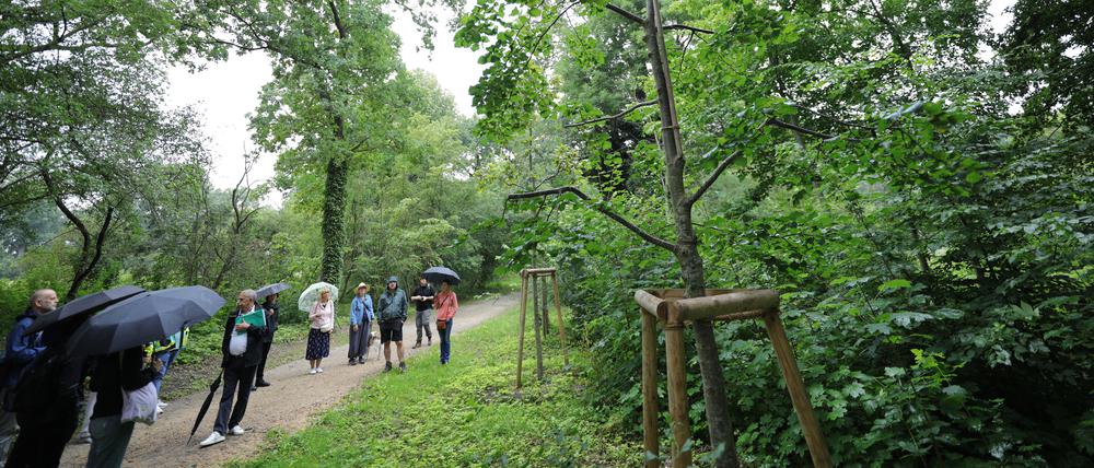 KLIMAWANDEL IM UNESCO-WELTERBE PARK SANSSOUCI RUNDGANG mit Blick auf die FOLGEN UND METHODEN DER BEWÄLTIGUNG DES KLIMAWANDELS Die Auswirkungen des globalen Klimawandels machen auch vor den historischen Gärten nicht Halt. Hohe sommerliche Temperaturen bei abnehmenden Niederschlägen und vermehrt auftretende Wetterextreme wie Stürme und Starkregen bedrohen inzwischen die Bäume, Gehölze und Gestaltungen der denkmalgeschützten Parks existenziell. In einem Rundgang über den Ruinenberg und zentrale Bereiche des Gartens lernen die Teilnehmenden an konkreten Beispielen die Auswirkungen der Klimaveränderungen kennen. Gezeigt und erläutert werden aber auch die zahlreichen Ansätze und konkreten Maßnahmen der Gartendenkmalpfleger:innen und Gärtner:innen, um unser gemeinsames „grünes Erbe" für die Zukunft zu sichern.