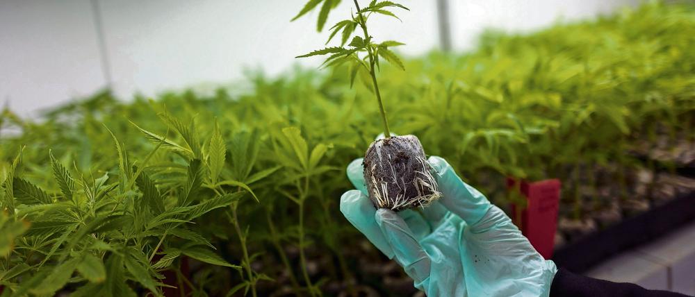 Seit zehn Jahren ist Cannabis in Uruguay legal.