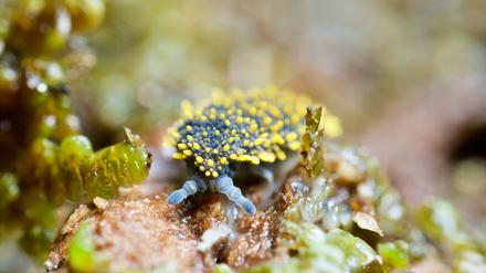 Holacanthella spinosa (undatierte Aufnahme) gehört zu den Springschwänzen und wird bis zu 17 Millimeter lang. Die Art kommt in Neuseeland vor.