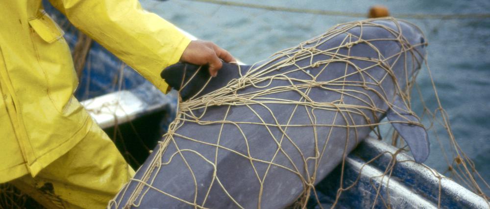 Ein Vaquita, ein Kalifornischer Schweinswal, im Netz eines Fischers. Erstmals in seiner Geschichte warnt der wissenschaftliche Ausschuss der Internationalen Walfangkommission (IWC) vor dem Aussterben einer Art. Im Golf von Kalifornien in Mexiko gebe es nur noch etwa zehn Exemplare des Kalifornischen Schweinswals, teilte die IWC am Montag mit.