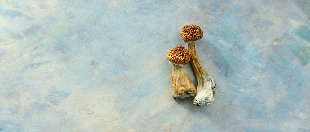 Sogenannte „Magic Mushrooms“