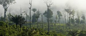 Brände im Urwald von Pará, des zweitgrößten Bundesstaats Brasiliens.