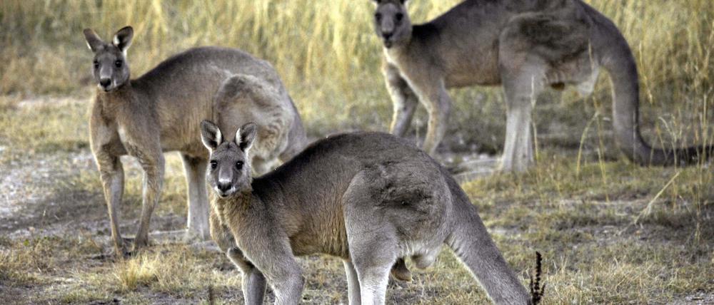 Kängurus in der Nähe von Canberra. In Australien werden die ikonischen Beuteltiere für ihr Fleisch und ihr Leder abgeschossen.