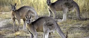Kängurus in der Nähe von Canberra. In Australien werden die ikonischen Beuteltiere für ihr Fleisch und ihr Leder abgeschossen.