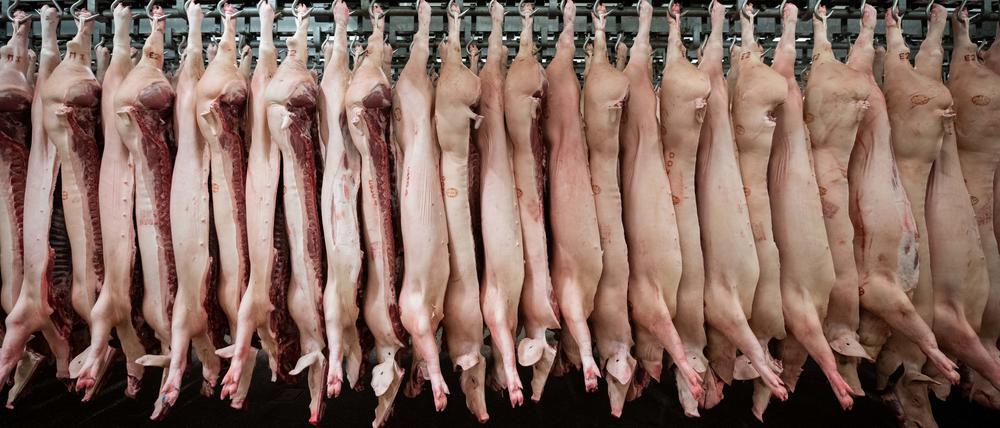 Halbe Schweine hängen in einem Schlachthof an Haken (Symbolbild).