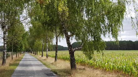 Birkenallee zwischen Friedland und Oelsen.