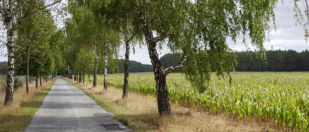 Birkenallee zwischen Friedland und Oelsen.