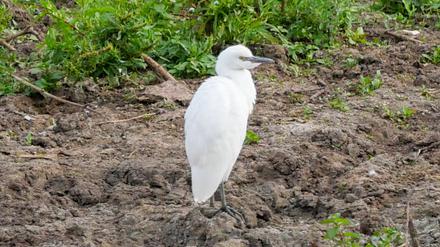 Ein Kuhreiher steht auf einem Feld am Altmühlsee in Mittelfranken. 