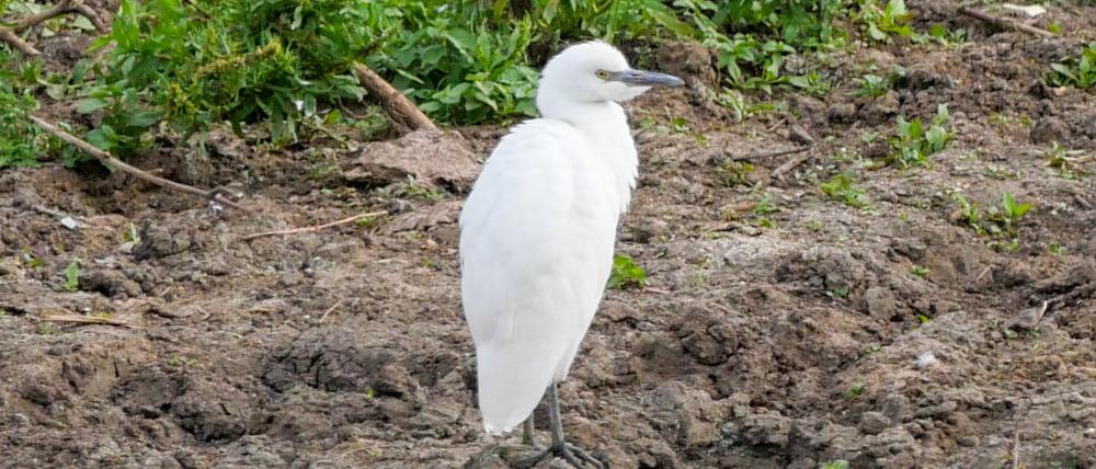 Ein Kuhreiher steht auf einem Feld am Altmühlsee in Mittelfranken.