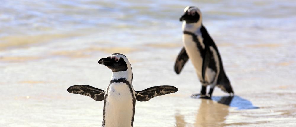 Ein Paar Brillenpinguine am Strand in Südafrika.