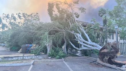 Ein umgestürzter Baum liegt auf einem Parkplatz, während dahinter die Flammen von Bränden hoch schlagen. 