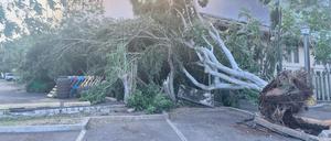 Ein umgestürzter Baum liegt auf einem Parkplatz, während dahinter die Flammen von Bränden hoch schlagen. 
