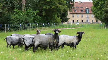 Nachhaltige Bewirtschaftung des Park Marquardt Potsdam.
Lars Schmäh, komm. Fachbereichsleiter Klima, Umwelt und Grünflächen, informiert gemeinsam mit dem Landschaftspflegeverein Potsdam über die nachhaltige, ökologische Bewirtschaftung des Park Marquardt unter anderem durch die dort neu eingeführte Schafbeweidung.