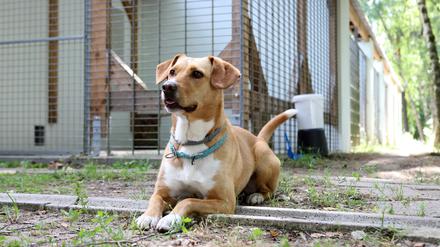 Tierheim Potsdam. Elsa, Mischling, 4 Jahre ist Pflegetier der Einrichtungsleiterin und hilft bei der Sozialisation der abgegebenen Hunde.