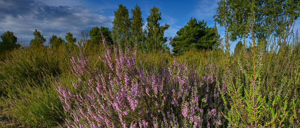 Die Heide blüht. Eine jahrzehntelange Nutzung als Truppenübungsplatz hat im südlichen Teil des Naturparks Schlaubetal ausgedehnte Heidelandschaften geschaffen. 