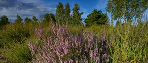 Die Heide blüht. Eine jahrzehntelange Nutzung als Truppenübungsplatz hat im südlichen Teil des Naturparks Schlaubetal ausgedehnte Heidelandschaften geschaffen.