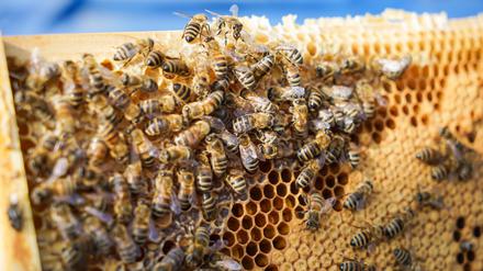 Bienenwabe