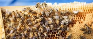 Bienenwabe