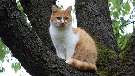 02.05.2018, Berlin, GER - Hauskatze sitzt auf einem Baum. (Astgabel, aussen, Aussenaufnahme, Baum, Berlin, deutsch, Deutsch Kurzhaar, Deutschland, Einzeltier, entlaufen, Europa, europaeisch, Felidae, Freigaenger, Hauskatze, Haustier, Haustierhaltung, Heimtier, hoch oben, Katze, Kurzhaarkatze, niemand, QF, Querformat, rot, sitzend, sitzt, Streuner, streunt, Tier, Tierleben, Tierreich, Tierwelt, weggelaufen, weiss, Westeuropa) 180502D071BERLIN.JPG *** 02 05 2018 Berlin GER domestic cat sits on a tree branch fork outside exterior photograph tree Berlin German German Shorthair Germany single animal escape Europe European Felidae Freigaenger domestic cat pet keeping pet high above cat shorthair cat nobody QF landscape format red sitting sits stray stray stray animal stray animal life animal kingdom animal kingdom run away white Western Europe  
