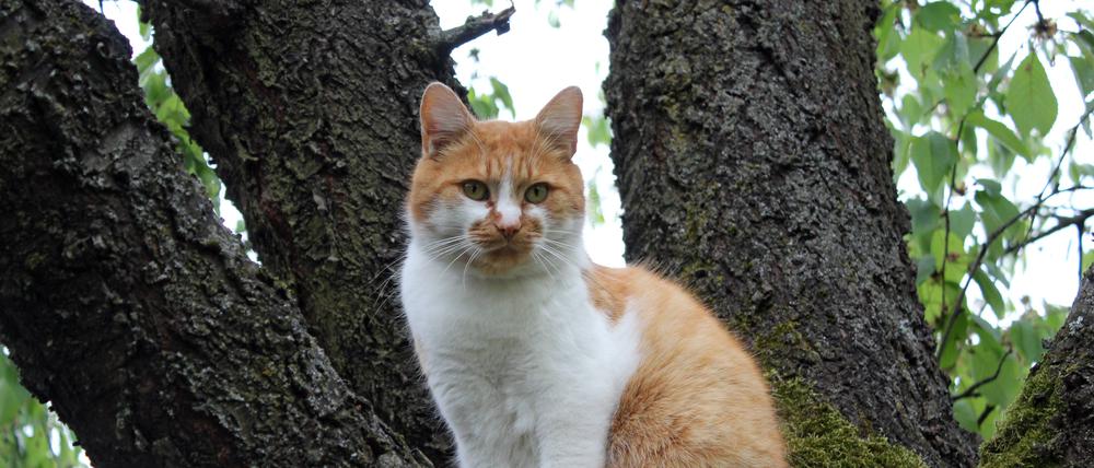 02.05.2018, Berlin, GER - Hauskatze sitzt auf einem Baum. (Astgabel, aussen, Aussenaufnahme, Baum, Berlin, deutsch, Deutsch Kurzhaar, Deutschland, Einzeltier, entlaufen, Europa, europaeisch, Felidae, Freigaenger, Hauskatze, Haustier, Haustierhaltung, Heimtier, hoch oben, Katze, Kurzhaarkatze, niemand, QF, Querformat, rot, sitzend, sitzt, Streuner, streunt, Tier, Tierleben, Tierreich, Tierwelt, weggelaufen, weiss, Westeuropa) 180502D071BERLIN.JPG *** 02 05 2018 Berlin GER domestic cat sits on a tree branch fork outside exterior photograph tree Berlin German German Shorthair Germany single animal escape Europe European Felidae Freigaenger domestic cat pet keeping pet high above cat shorthair cat nobody QF landscape format red sitting sits stray stray stray animal stray animal life animal kingdom animal kingdom run away white Western Europe  