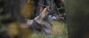 Ein Wolf Canis lupus im Wildpark Schorfheide in Groß Schönebeck Landkreis Barnim im Biosphärenreservat Schorfheide-Chorin. Foto: Volker Hohlfeld Wolf *** A wolf Canis lupus in the game park Schorfheide in Groß Schönebeck County Barnim in the biosphere reserve Schorfheide Chorin Photo Volker Hohlfeld Wolf 