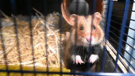 Im Zoo Heidelberg werden Feldhamster gezüchtet und etwa 200 Tiere pro Jahr ausgewildert.