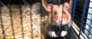 Im Zoo Heidelberg werden Feldhamster gezüchtet und etwa 200 Tiere pro Jahr ausgewildert.