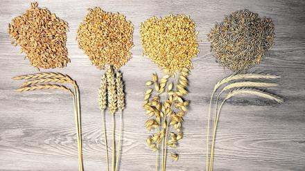 Getreidegarben mit Saat, Dinkel, Weizen, Hafer und Roggen.