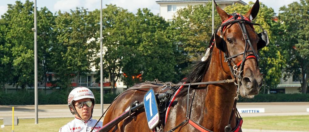 Robin Bakker gewann das Traber-Derby sechsmal in den letzten zehn Jahren. Nun möchte er mit Y Not Diamant triumphieren.
