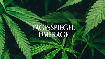 Tagesspiegel-Umfrage zu Cannabis Legalisierung
