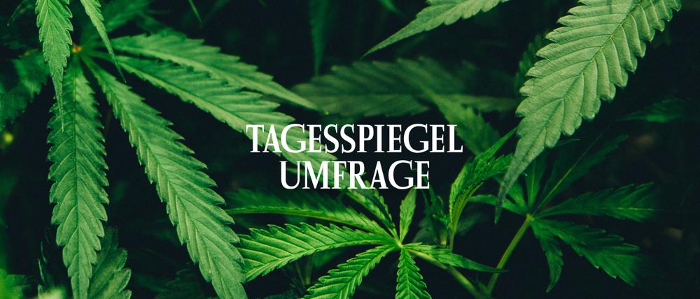 Tagesspiegel-Umfrage zu Cannabis Legalisierung