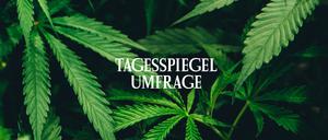 Tagesspiegel-Umfrage zu Cannabis Legalisierung
