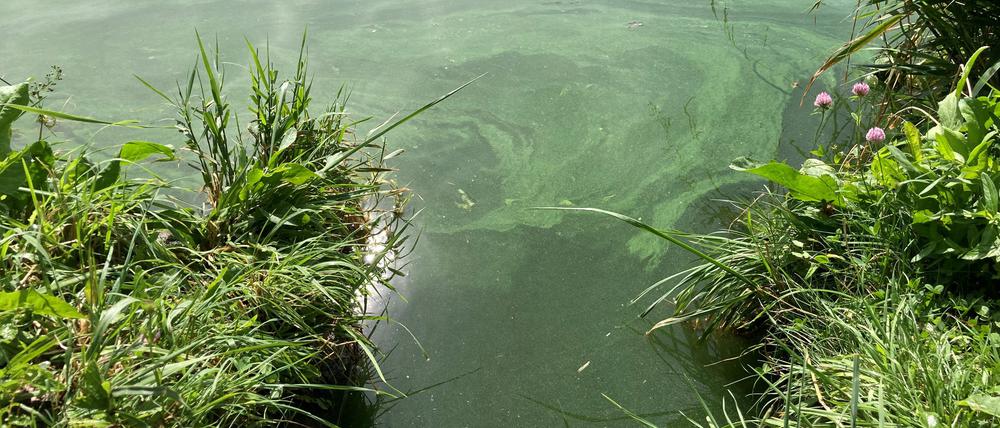 Ist auf der Wasseroberfläche ein blaugrüner Biofilm zu erkennen, sollte man lieber nicht baden gehen.