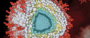 Haarige Mozartkugel: Das sehr große Cytomegalievirus (CMV) besteht aus mehreren Schichten.