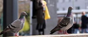 Vögel am Hauptbahnhof.