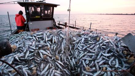 Fischer Martin Heiden holt bei Greifswald Heringe aus dem Wasser.