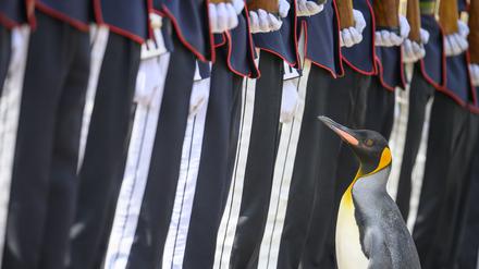 Generalmajor Sir Nils Olav III., Baron der Bouvetinsel
