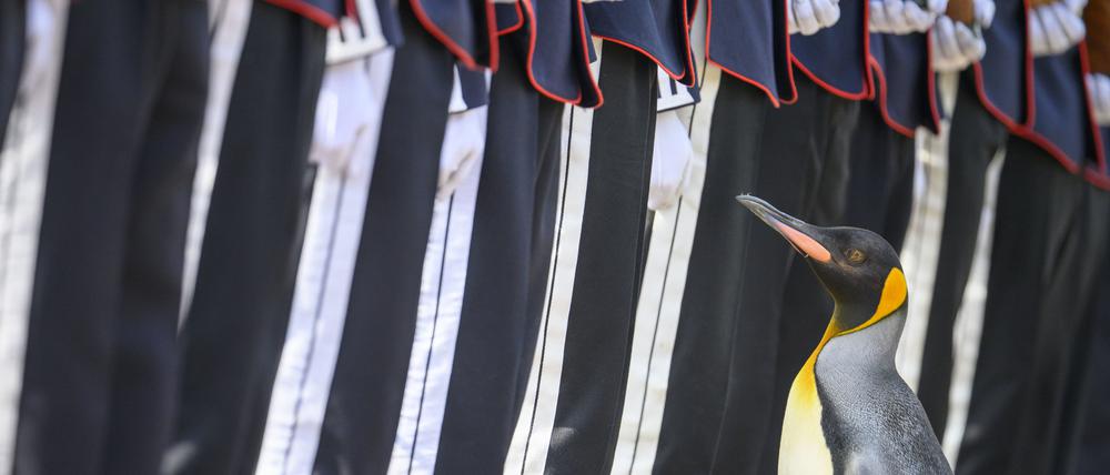 Generalmajor Sir Nils Olav III., Baron der Bouvetinsel